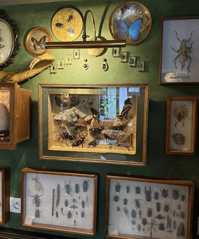 Le mur vert du bar couvert de cadres de papillons et de scarabées naturalisés, sous une lampe de laiton